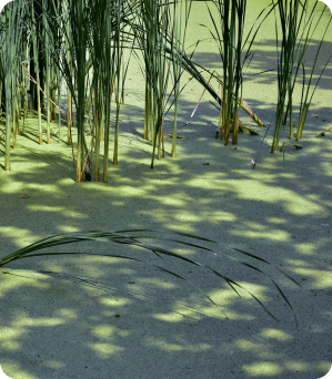 Health Sector Learnings Report image